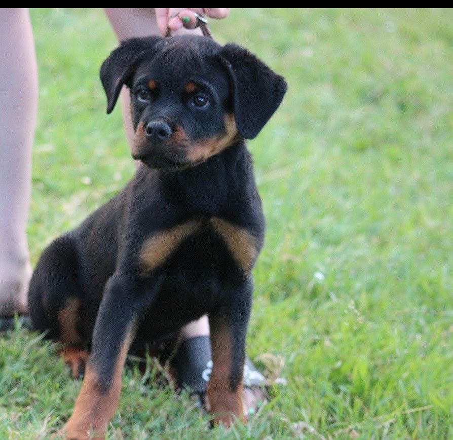 Of Legend Mysteria - Chiots disponibles - Rottweiler