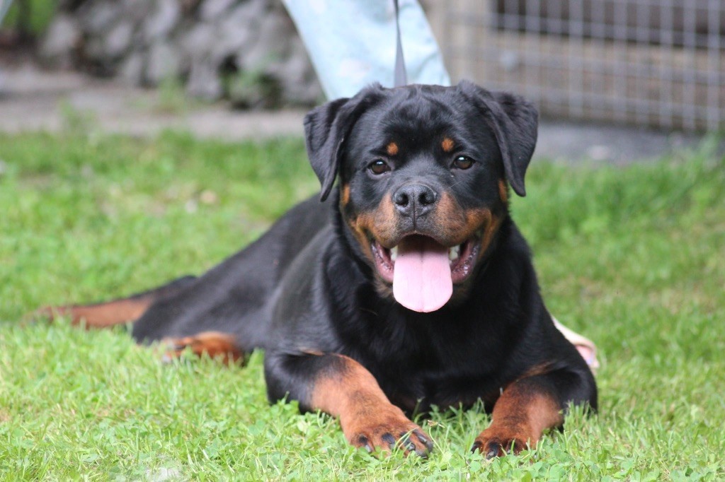 Of Legend Mysteria - Chiots disponibles - Rottweiler