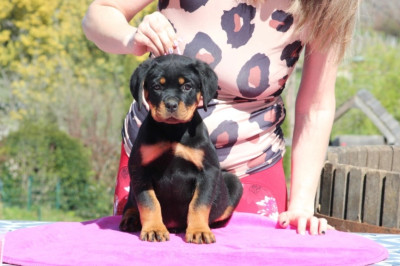 CHIOT 2
