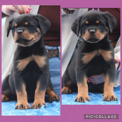 CHIOT 1