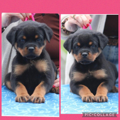CHIOT 2