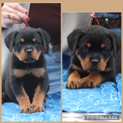 CHIOT 3