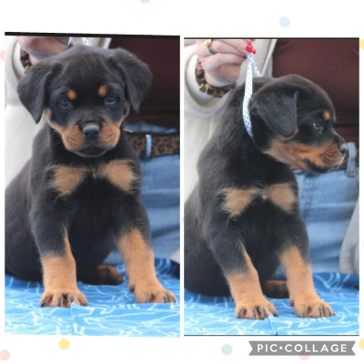 CHIOT 4