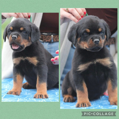 CHIOT 7