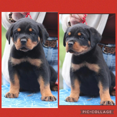 CHIOT 8