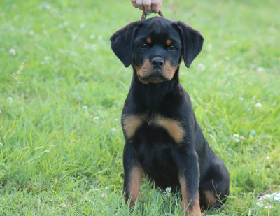 CHIOT 6