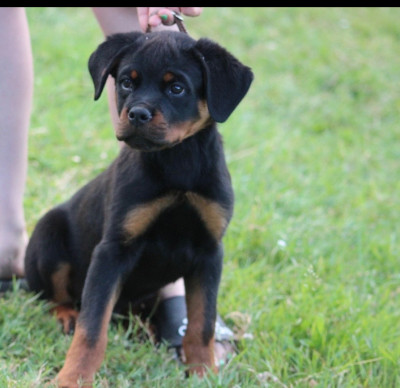 CHIOT 7