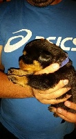 CHIOT