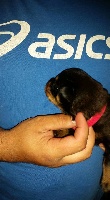 CHIOT