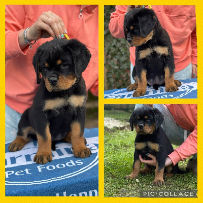 CHIOT