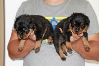 CHIOT