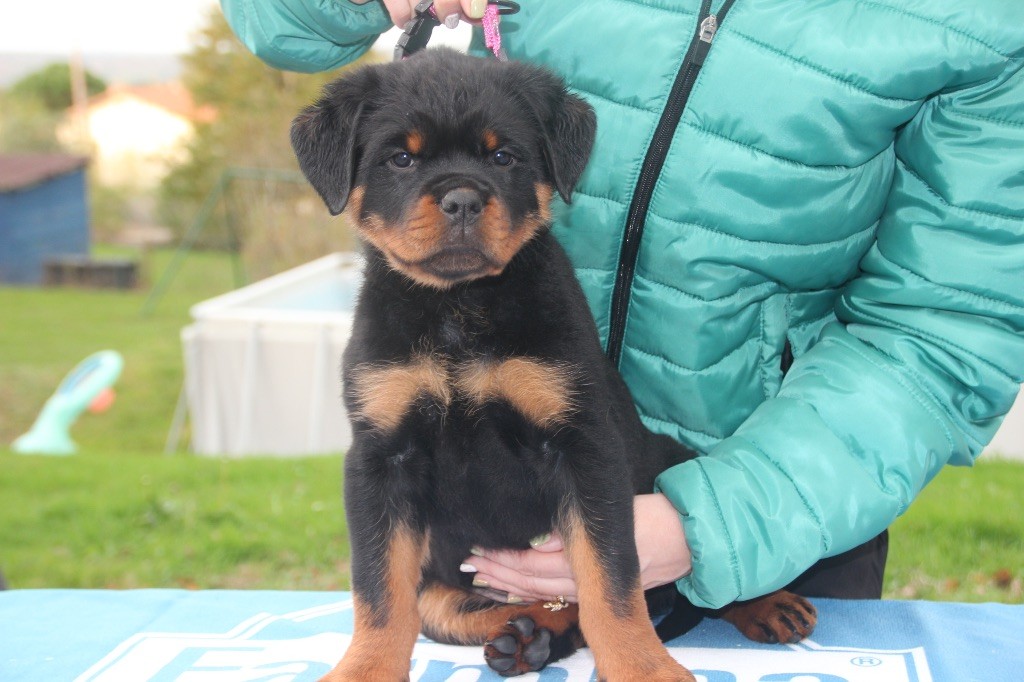 Of Legend Mysteria - Chiots disponibles - Rottweiler