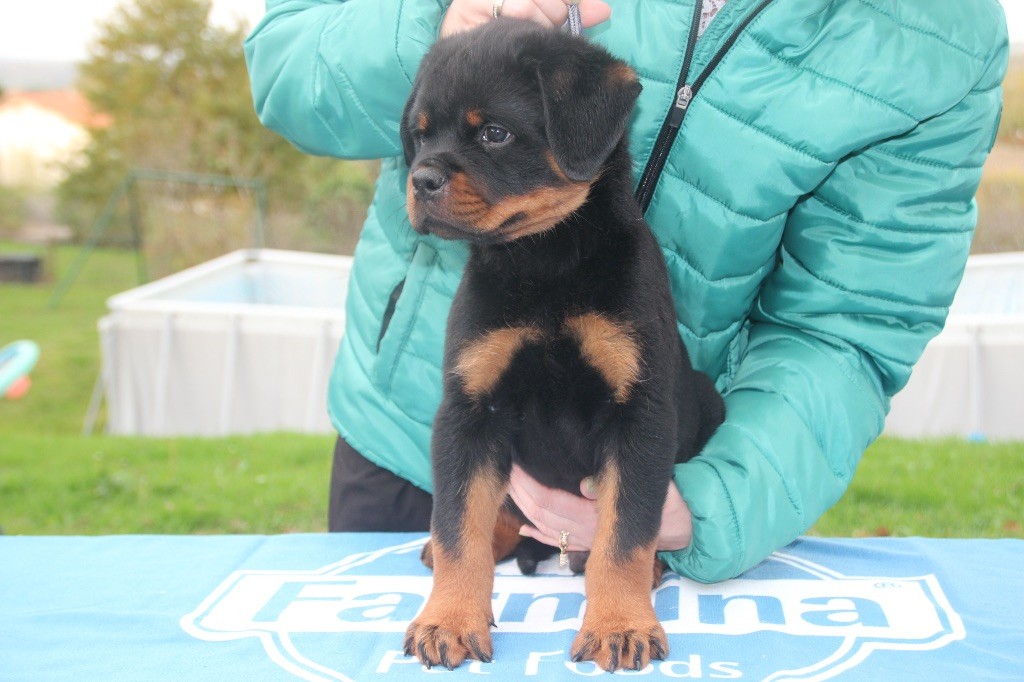 Of Legend Mysteria - Chiots disponibles - Rottweiler