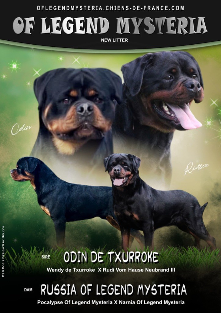 Of Legend Mysteria - Rottweiler - Portée née le 11/06/2025