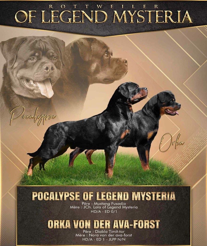Chiot Rottweiler Of Legend Mysteria